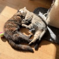 Photo of 🍹Julep & Gimlet🍹