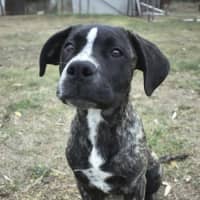 Photo of Diesel