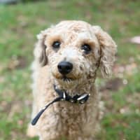 Photo of Little Ted