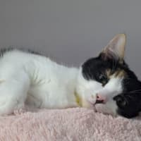 Photo of Georgette