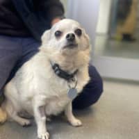 Photo of Sparky