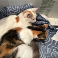 Photo of Bubble & Squeak