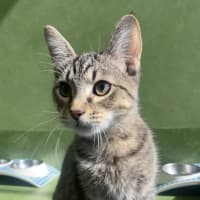 Photo of William Catner (Bonded With Catrick Stewart)