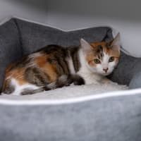 Photo of Biscotti