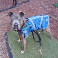 Photo of Bugsy