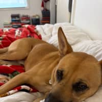 Photo of Bucky   1 Year Old German Shepherd X