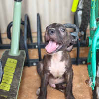 Photo of Tide (Milo)