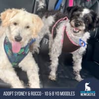 Photo of Sydney & Rocco   10 & 8 Year Old Moodle