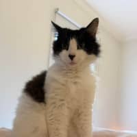 Photo of Puss 