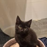 Photo of Pepper