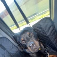 Photo of Duke
