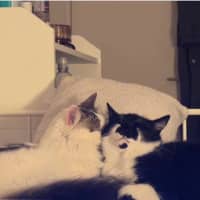Photo of Pepper