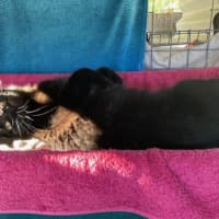 Photo of Luca & Smudge