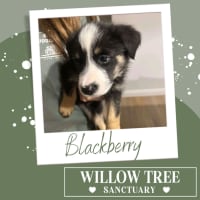 Photo of Blackberry