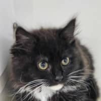 Photo of 🪀 Blair 6106 🪀