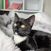 Photo of Vesper