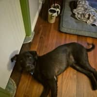 Photo of Tui   1 Year Old Wolfhound X