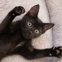 Photo of 🌺 Poppy 🌺