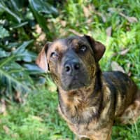 Photo of Dexter *$250 Adoption Fee*