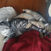 Photo of Twyla / Tinsel
