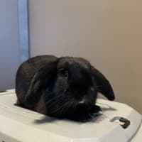 Photo of Boots