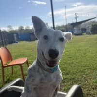 Photo of Nova