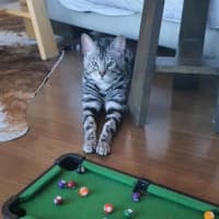 Photo of Macaroni Bob