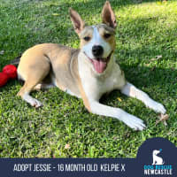 Photo of Jessie   16 Month Old Kelpie X