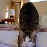 Photo of Lily