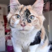 Photo of Brie