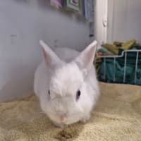 Photo of Percius