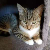 Photo of Luna