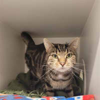 Photo of Ollie 