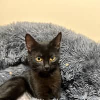 Photo of Onyx
