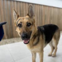 Photo of Darla