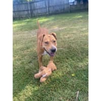 Photo of Sage *$350 Adoption Fee*