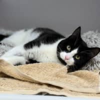 Photo of Magpie