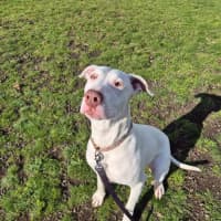 Photo of Queenie (66924)