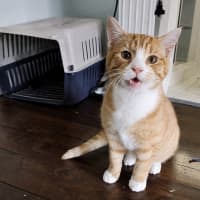 Photo of Boots (Socks) 