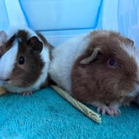 Photo of Colette / Belle