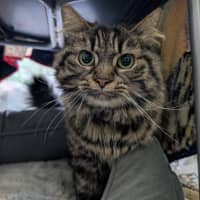 Photo of Poppy