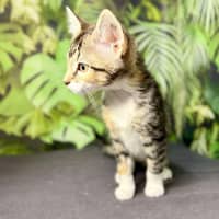 Photo of Ulla  Meet Me At Vets On Parker Templestowe