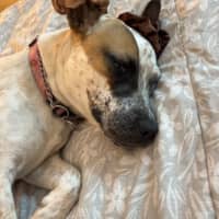 Photo of 🌶️ Chilli Heeler 🌶️