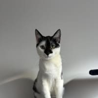 Photo of Luna
