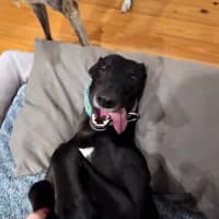 Photo of Carla, They Greyhound