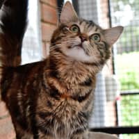 Photo of Purrfessor Minerva