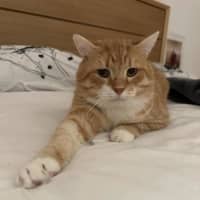Photo of Pumpkin