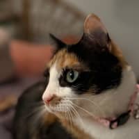 Photo of Sage 