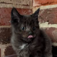 Photo of Vanilla