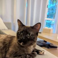 Photo of Sheeba